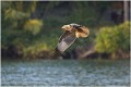 Rose Atkinson, Red Kite With Pomfret